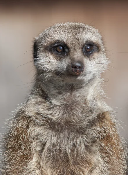 Meerkat — Φωτογραφία Αρχείου