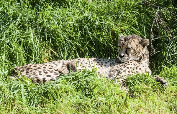 Zuidelijke cheetah rusten — Stockfoto