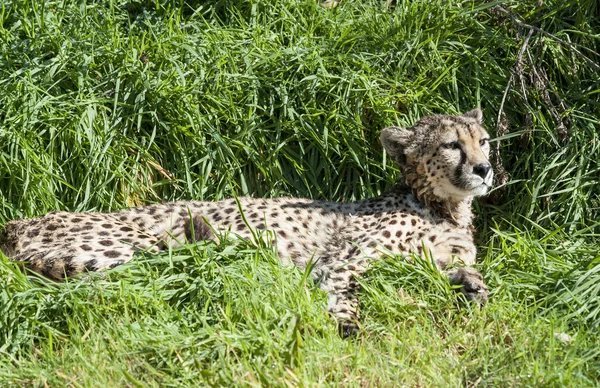 Güney cheetah dinlenme — Stok fotoğraf