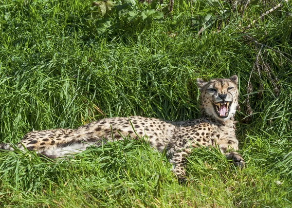 Güney cheetah dinlenme — Stok fotoğraf