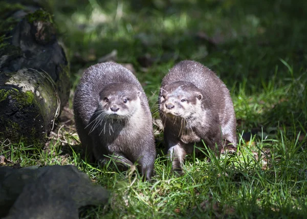 Dois asiáticos pequenas lontras Clawed — Fotografia de Stock