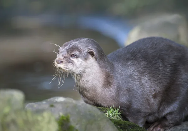 Aziatische kleine klauwkikker otter — Stockfoto