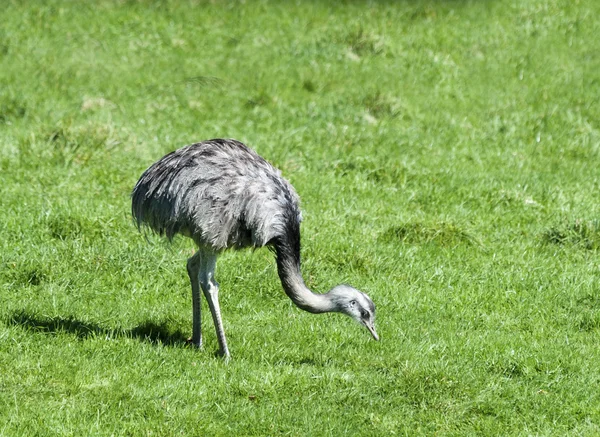 Grotere rhea — Stockfoto