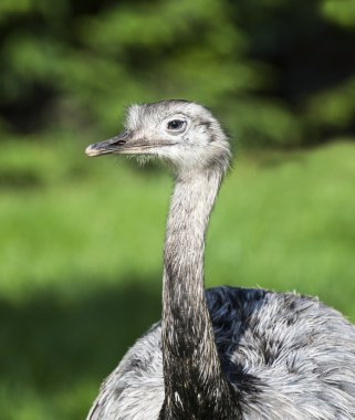 daha büyük bir Riya yakın çekim