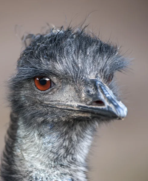 Zbliżenie Emu — Zdjęcie stockowe