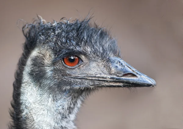 Primer plano de un Emu —  Fotos de Stock