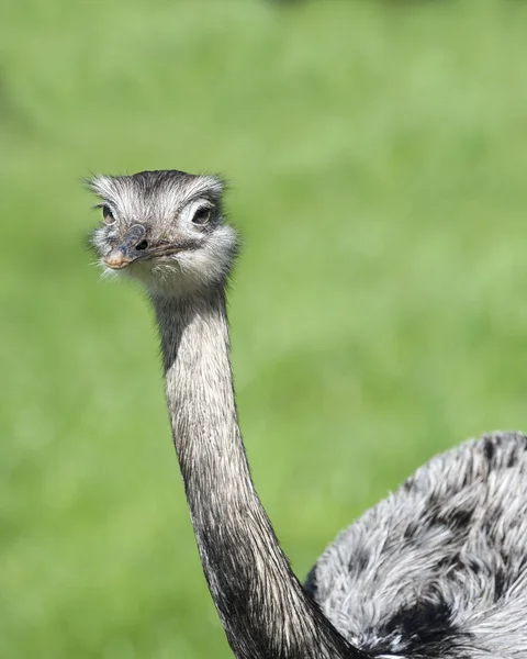 Close up of a Greater Rhea — Stock Photo, Image