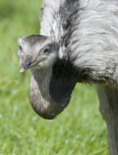 Close up of a Greater Rhea — Stock Photo, Image