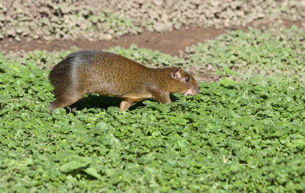 Close up of a Central American Agouti — Stock Photo, Image