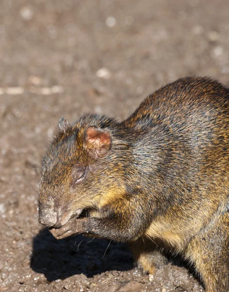 Detailní záběr středoamerické Agouti — Stock fotografie