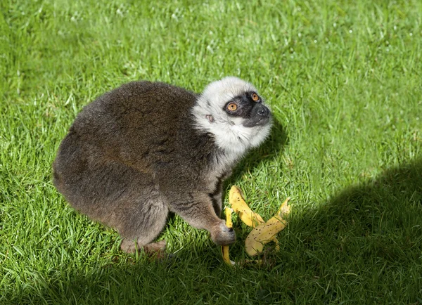 Vita fronted brown lemur — Stockfoto