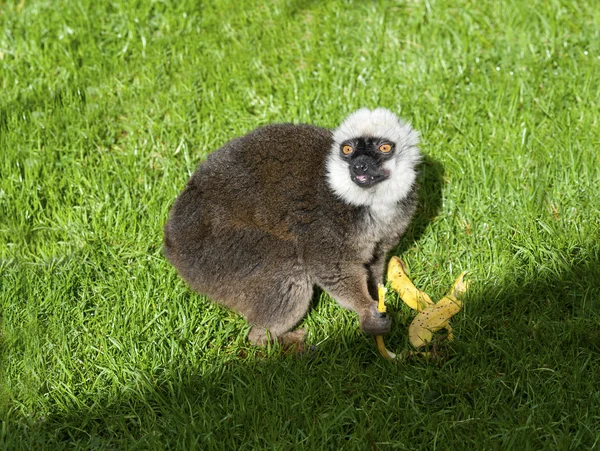 White Fronted Brown Lemur — Stock Photo, Image