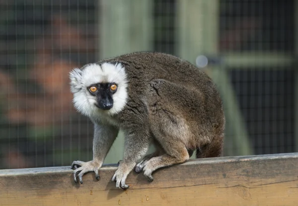 Bílá kamna hnědé lemur — Stock fotografie