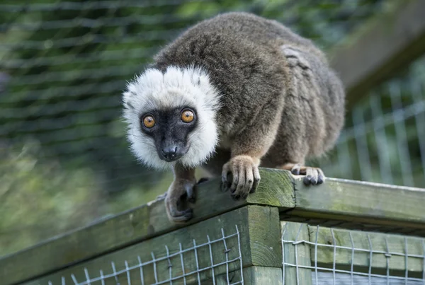 Biały frontem lemur brązowy — Zdjęcie stockowe