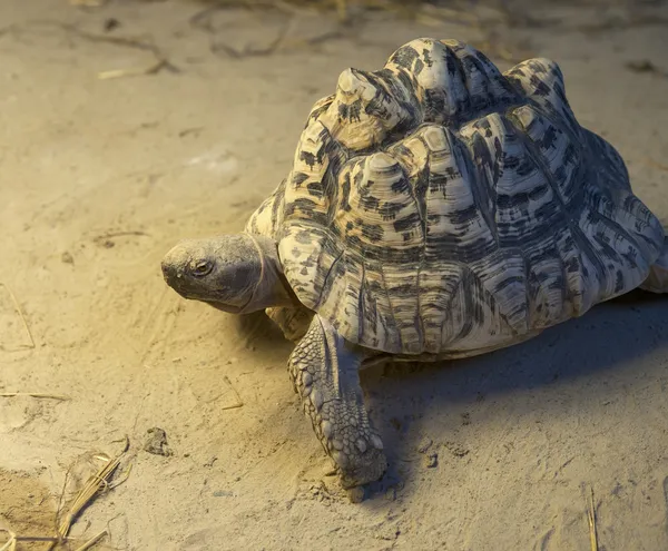 African Spurred Tortoise — Stock Photo, Image