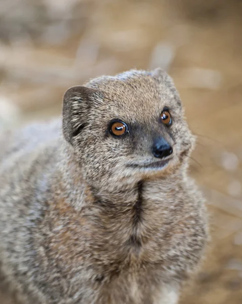 Mongoose — Stock fotografie