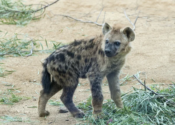 Young Spotted Hyena — Stock Photo, Image