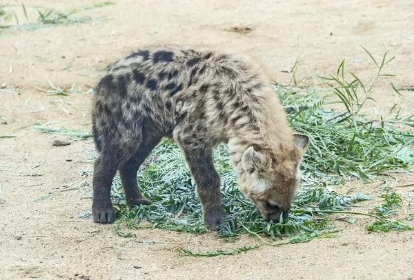 Jonge gevlekte hyena — Stockfoto