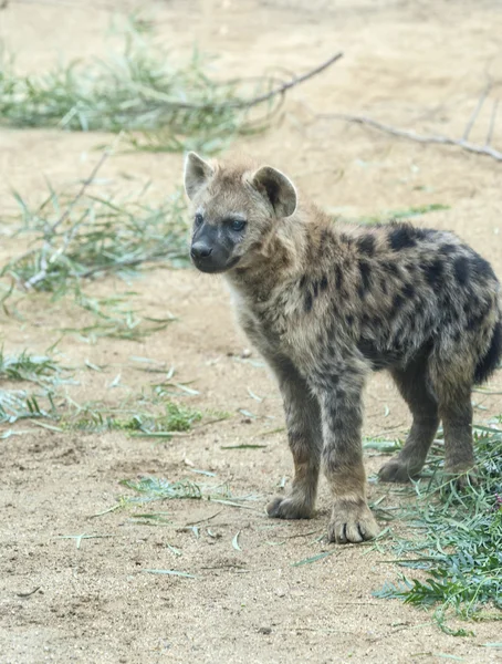 Mladí skvrnitá hyena — Stock fotografie