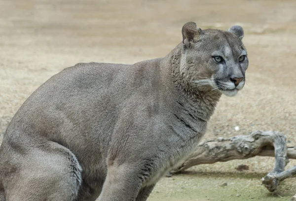 Puma oturan — Stok fotoğraf