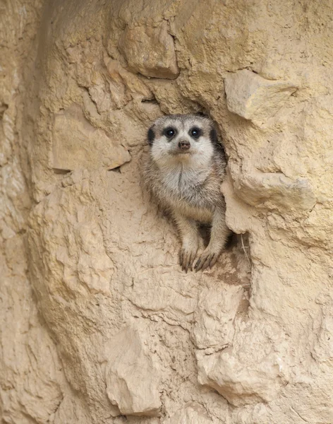 Close-up van een meerkat — Stockfoto