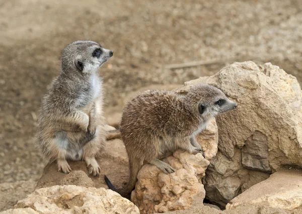 Two Meerkats — Stock Photo, Image