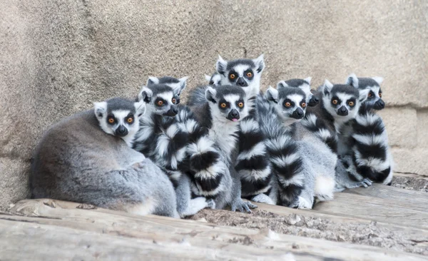 halka kuyruklu Lemurlar Birliği