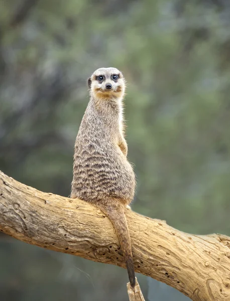 Meerkat. — Fotografia de Stock