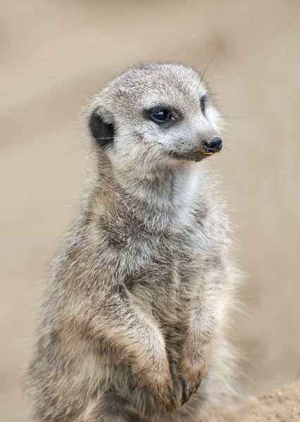 Meerkat. — Fotografia de Stock