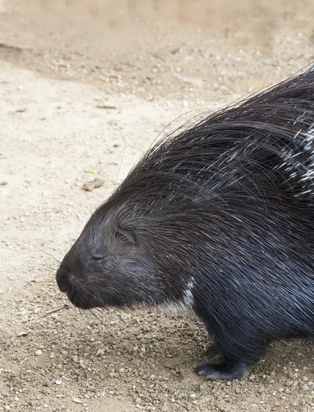 Porcupine — Stock Photo, Image