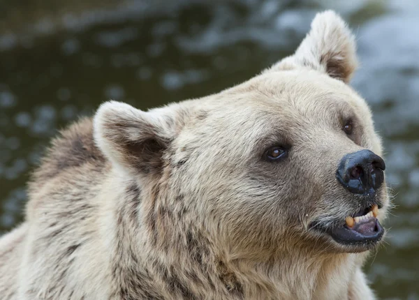 Brown Bear — Stock Photo, Image