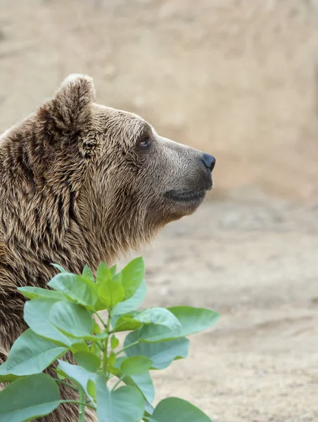 Urso castanho — Fotografia de Stock