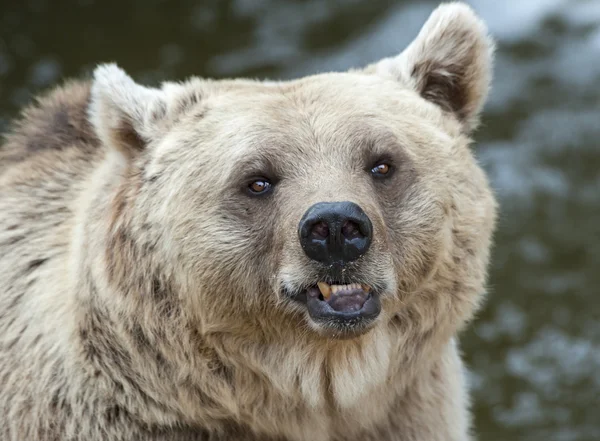 Oso marrón — Foto de Stock