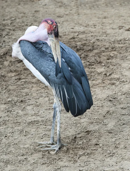 アフリカハゲコウ — ストック写真