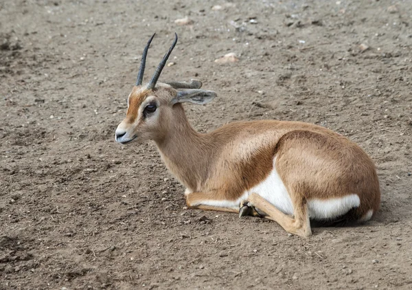 Dorcas-Gazelle — Stockfoto