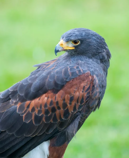 Harris Hawk — Stockfoto