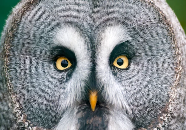 Great Grey Owl — Stock Photo, Image