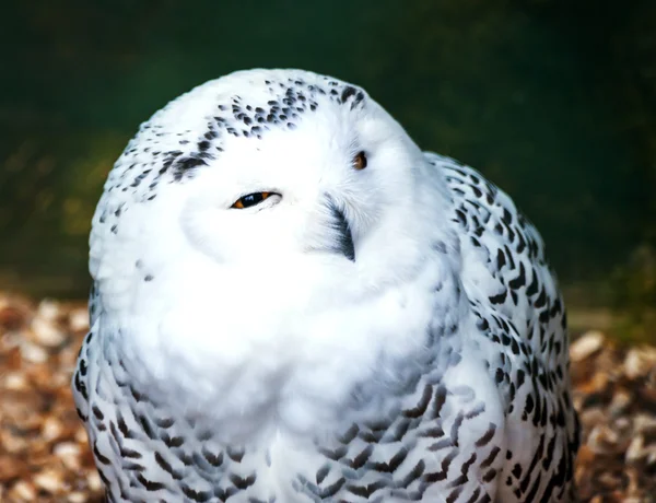 Snowy Owl — Stock Photo, Image