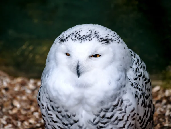 Snowy Owl — Stock Photo, Image