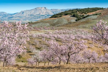 ağaçları ile almonbd çiçeği