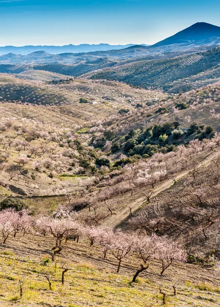 Δέντρα με άνθος almonbd — Φωτογραφία Αρχείου