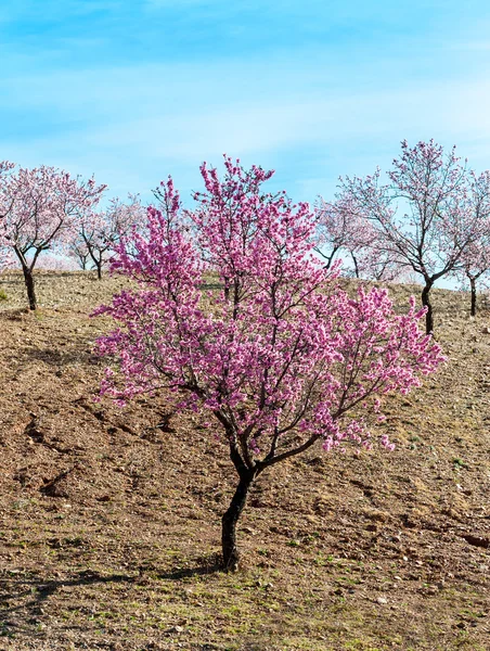 Árvores com Almonbd Blossom — Fotografia de Stock