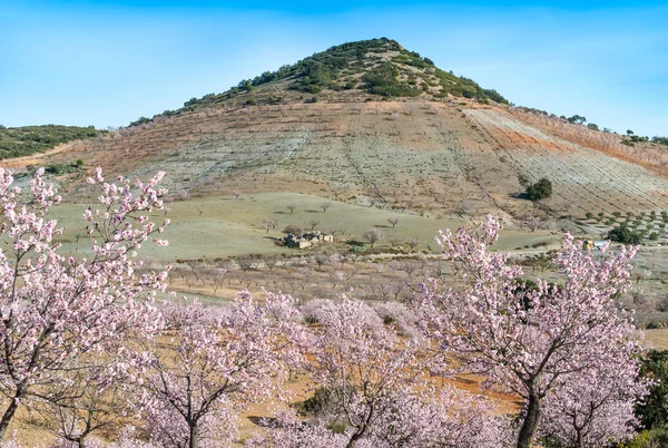 Árvores com Almonbd Blossom — Fotografia de Stock