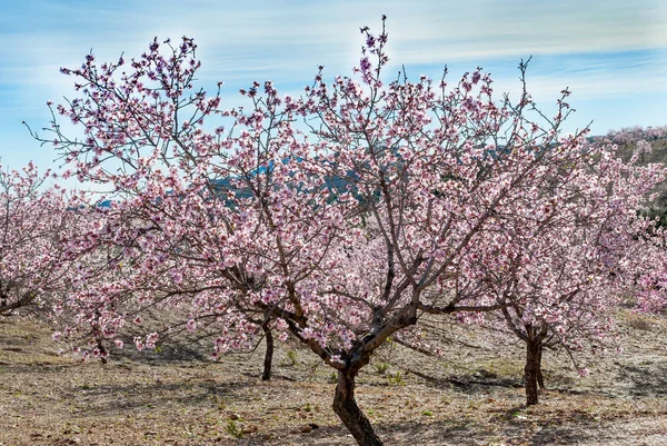 Árvores com Almonbd Blossom — Fotografia de Stock