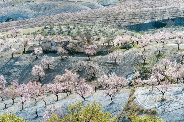 Trees with Almonbd Blossom — Stock Photo, Image