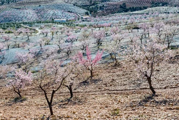 Árvores com Almonbd Blossom — Fotografia de Stock