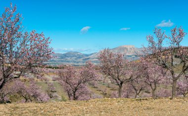 ağaçları ile almonbd çiçeği