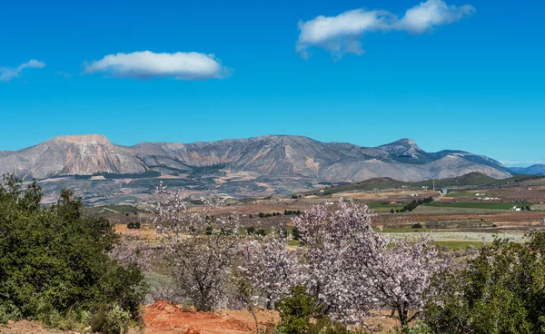 Árvores com Almonbd Blossom — Fotografia de Stock