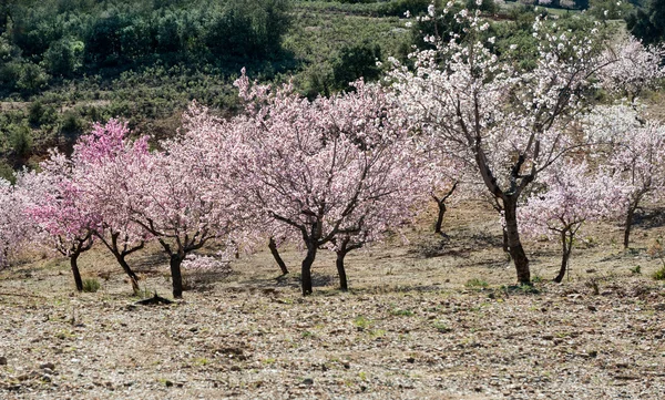 Stromy s almonbd květy — Stock fotografie