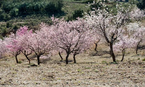 Árvores com Almonbd Blossom — Fotografia de Stock